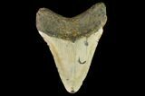 Fossil Megalodon Tooth - North Carolina #109881-2